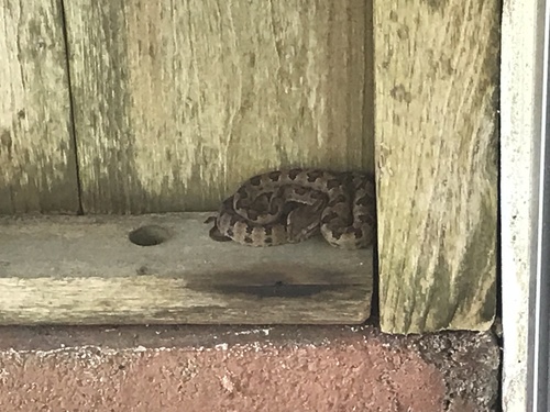 ハブがいました へび注意 一部ぼかし有 竹富島交通